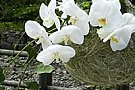 Floraria Iris - Vasile Lascar